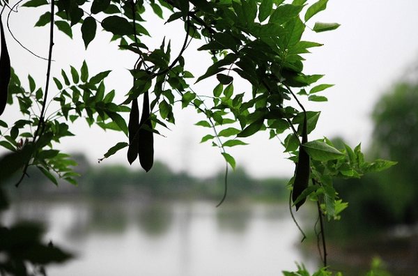 菱湖 荻港 团